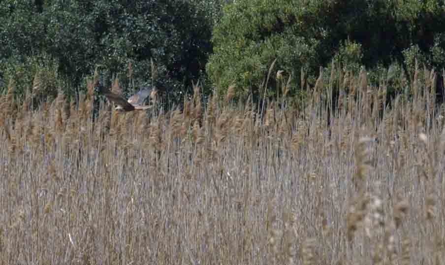 Falco di palude ?